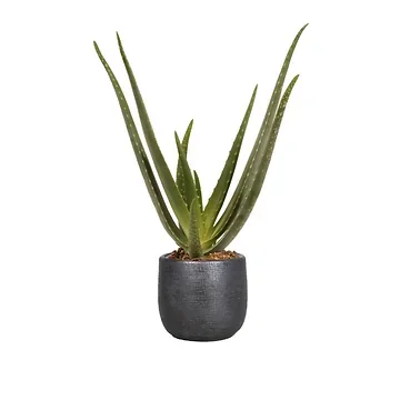 Wonderplant (Aloe Vera Barbadensis) H 40 ø 12 cm
