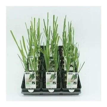 Prei winter (Allium porrum) BIO