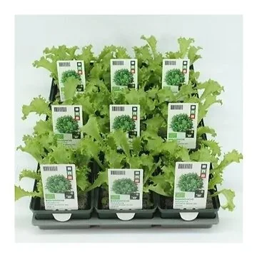 Andijvie Krul (Cichorium endivia 'Grosse Pancaliere') BIO