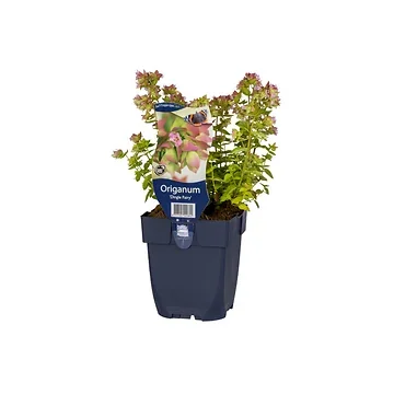 Hopmarjolein (Origanum 'Dingle Fairy') ø 11 cm