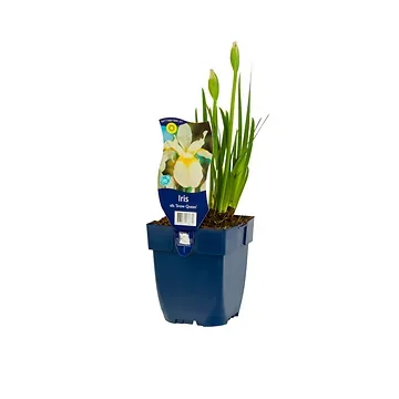 Zwaardlelie (Iris sib. 'Snow Queen') ø 11 cm