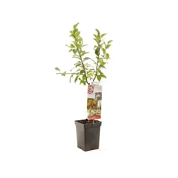 Rode sierappel (Malus Red Sentinel Patio) H 90 ø 18 cm