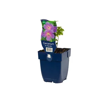 Ooievaarsbek (Geranium himalayense 'Baby Blue') ø 11 cm