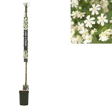 Bosrank (Clematis 'Paul Farges') H 215