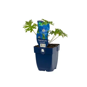 Ooievaarsbek (Geranium 'Joy') ø 11 cm