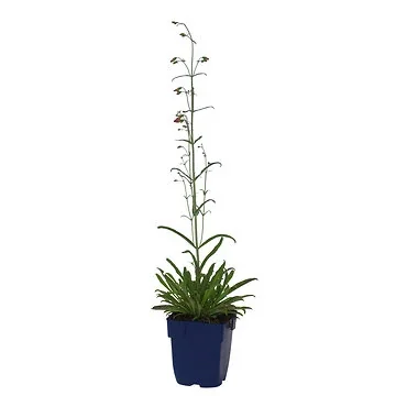 Slangenkop (Penstemon barb. 'Twizzle Scarlet') ø 11 cm