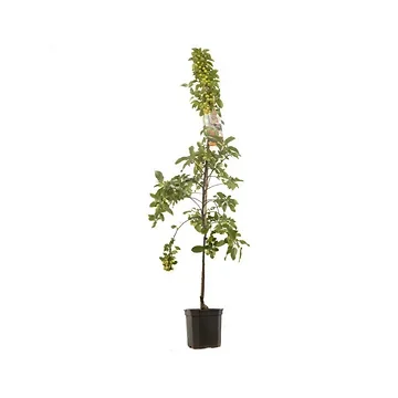 Oranje sierappel (Malus Evereste laagstam) H 180 ø 24 cm