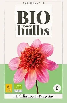 Bio Dahlia Totally Tangerine