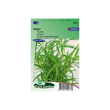 Dragon Russische Artemisia dracunculus
