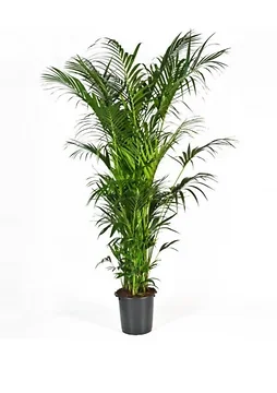 Kentia palm (Howea Forsteriana XXL) H 300 ø 40 cm