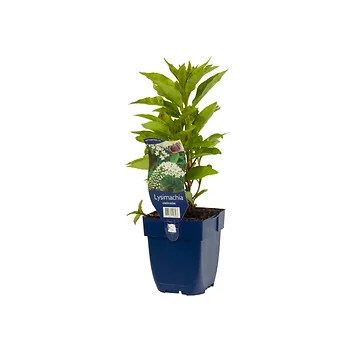 Wederik (Lysimachia clethroides) ø 11 cm