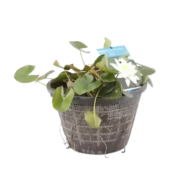 Waterlelie wit in mand 40 cm