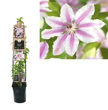 Bosrank (Clematis 'Nelly Moser') H 120