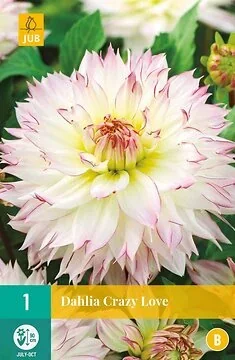 Dahlia Crazy Love