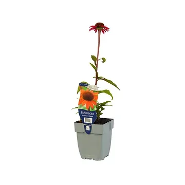 Zonnehoed (Echinacea SunSeekers Orange) ø 11 cm
