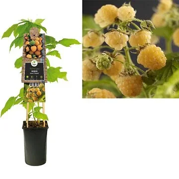 Gele framboos (Rubus idaeus 'Fallgold') H 75