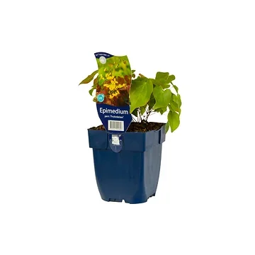 Elfenbloem (Epimedium perralch. 'Frohnleiten') ø 11 cm