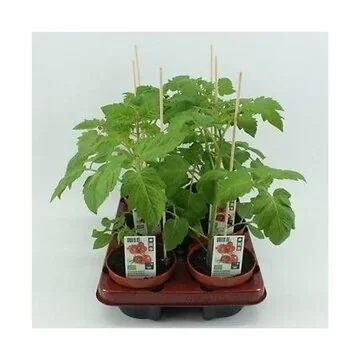 Mini pruimtomaat (Lycopersicon esculentum) BIO 12 cm pot