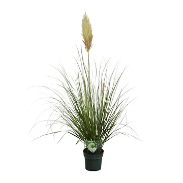 Pampasgras (Cortaderia Selloana Pumila) 140 cm