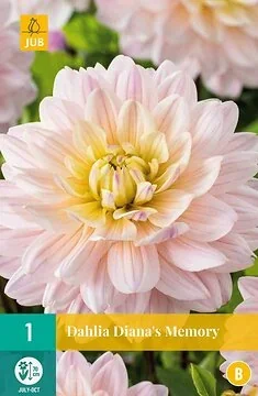 Dahlia Diana'S Memory