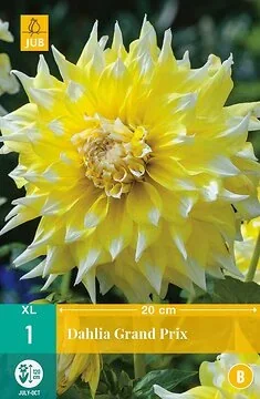 Dahlia Grand Prix