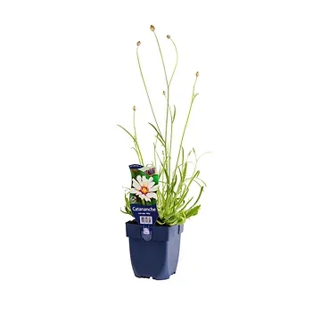 Witte strobloem (Catananche caerulea 'Alba') ø 11 cm