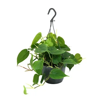 Philodendron Scandens H 40 ø 15 cm