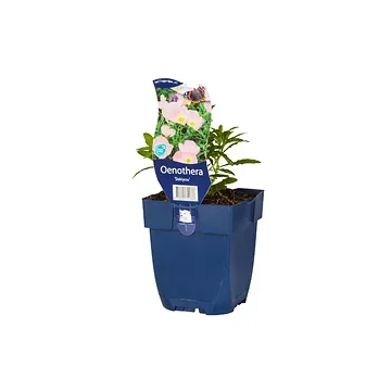 Teunisbloem (Oenothera 'Siskiyou') ø 11 cm