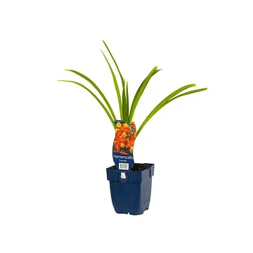 Daglelie (Hemerocallis 'Frans Hals') ø 11 cm
