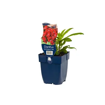 Duizendschoon (Dianthus barb. 'Barbarini Red') ø 11 cm