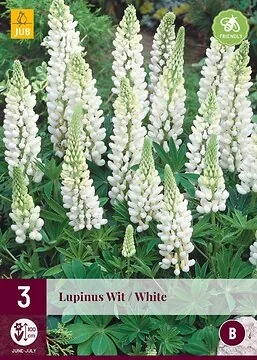 Lupinus Wit