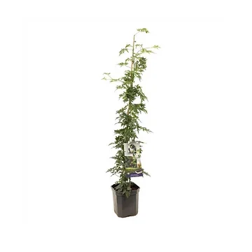 Doornloze braam (Rubus frut. Thornless Evergreen P24) H 150 ø 24 cm