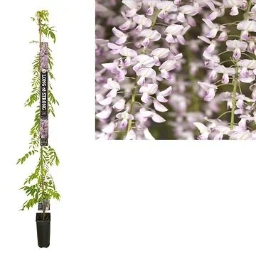 Blauwe regen (Wisteria floribunda 'Rosea') H 215