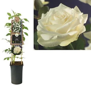 Klimroos (Rosa 'White Climber') H 75