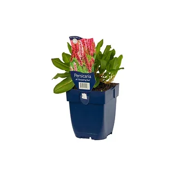 Duizendknoop (Persicaria aff. 'Darjeeling Red') ø 11 cm