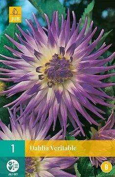 Dahlia Veritable