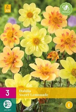 Dahlia Sweet Lemonade