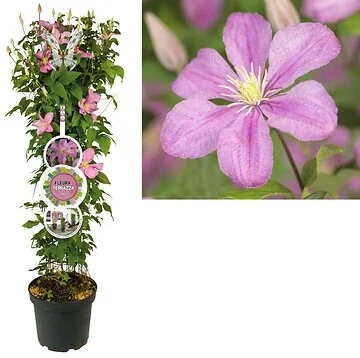 Bosrank (Clematis 'Comtesse de Bouchaud') H 110