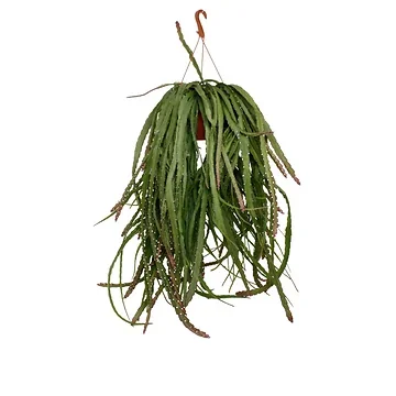 Lepismium Cruciforme Red Tip 70 ø 21 cm