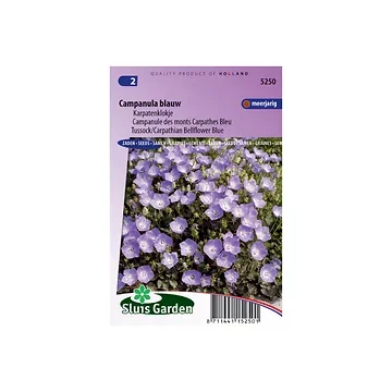Campanula carpatica Blue