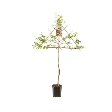 Rode appel (Malus dom. Summerred leivorm) H 160 ø 24 cm