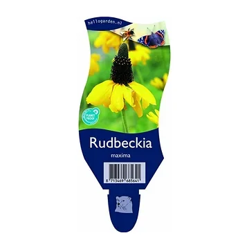 Zonnehoed (Rudbeckia maxima) ø 11 cm