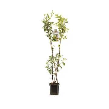 V-Vorm appel (Malus dom. Duo-appel) H 160 ø 24 cm