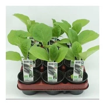 Aubergine (Solanum melongena) BIO