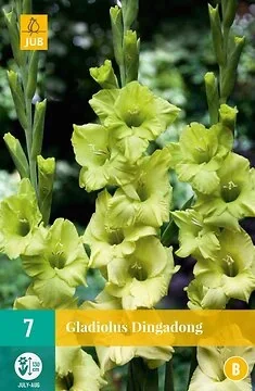 Gladiolus Dingadong