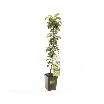 Groene appel (Malus dom. Greencats zuilvorm) H 110 ø 18 cm