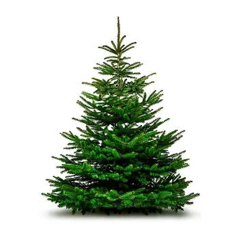 Kerstboom Abies Fraseri gezaagd 175-200 cm