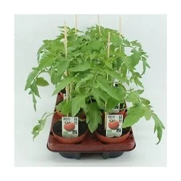 Tijgertomaat oranje (Lycopersicon esculentum) BIO 12 cm pot