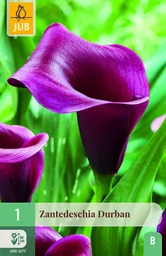 Zantedeschia Durban