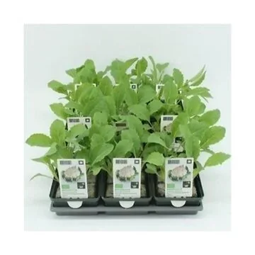 Winterbloemkool (Brassica oleracea 'Walcheren') BIO